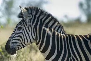 Stripe Collection: Plains Zebra -Equus quagga-, Kruger National Park, South Africa