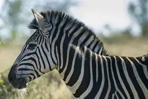 Plains Zebra -Equus quagga-, Kruger National Park, South Africa