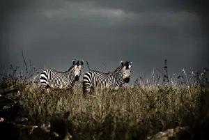 Two Plains Zebra (Equus quagga) standing in grass, Lion and Rhino Park, Cradle of Humankind World Heritage Site, Gauteng Province, South Africa