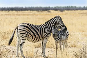 Plains Zebra Gallery: Plains Zebra -Equus quagga- with young, Etosha National Park, Namibia