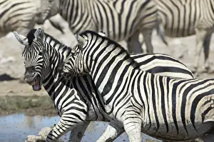 Ben Cranke Prints: Plains zebra, Etosha National Park, Namib