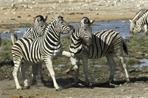 Images Dated 11th October 2007: Plains Zebra, Etosha National Park, Namibia