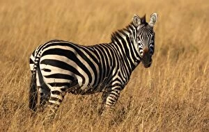 Images Dated 11th October 2015: Plains Zebra in golden grass