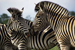 Images Dated 24th November 2008: Plains Zebra, Kruger National Park, South Africa