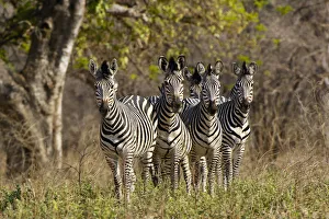 Images Dated 11th October 2006: Plains Zebra, Mana Pools National Park, Zimbabwe