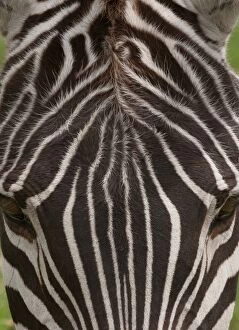 A plains zebra in Ngorongoro Conservation Area, Tanzania. Close up of skin and backside