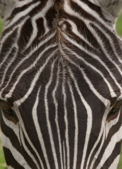 Images Dated 5th January 2012: A plains zebra in Ngorongoro Conservation Area, Tanzania. Close up of skin and backside