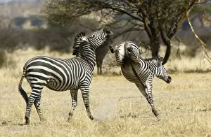 Ben Cranke Prints: Plains Zebra, Ruaha National Park, Tanzania