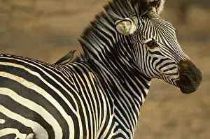 Companion Prints: Plains Zebra, South Luangwa National Park, Zambia