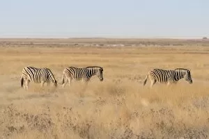 Plains Zebra Gallery: Plains Zebras or Burchells Zebras -Equus burchelli-, Etosha National Park, Namibia