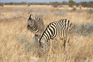 Images Dated 17th August 2012: Plains Zebras or Burchells Zebras -Equus burchelli-, Etosha National Park, Namibia