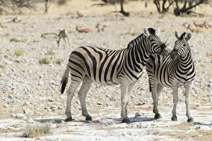 Images Dated 17th August 2012: Plains Zebras or Burchells Zebras -Equus burchelli-, Etosha National Park, Namibia