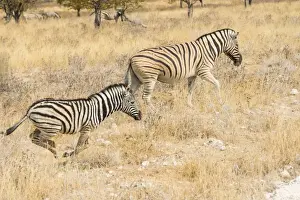 Plains Zebras or Burchells Zebras -Equus quagga burchelli-, Etosha National Park, Namibia