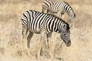Plains Zebras or Burchells Zebras -Equus quagga burchelli-, grazing, Etosha National Park, Namibia