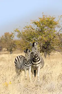 Foal Prints: Two Plains Zebras or Burchells Zebras -Equus quagga burchelli