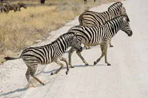 Plains Zebras or Burchells Zebras -Equus quagga burchelli- crossing a road, Etosha National Park, Namibia
