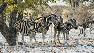 Plains Zebra Gallery: Plains Zebras -Equus burchellii-, Etosha National Park, Namibia