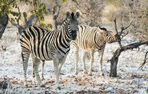 Plains Zebras -Equus burchellii-, Etosha National Park, Namibia