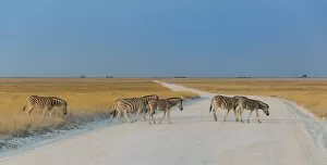 Images Dated 17th August 2012: Plains zebras -Equus quagga- crossing dirt road, Etosha National Park, Namibia