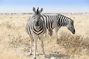 Images Dated 20th August 2012: Plains zebras -Equus quagga-, Etosha National Park, Namibia