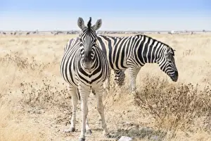 Grass Landscape Prints: Plains zebras -Equus quagga-, Etosha National Park, Namibia
