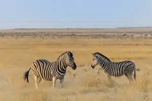 Semi Arid Prints: Plains zebras -Equus quagga-, Etosha National Park, Namibia