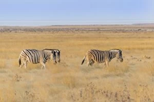 Plains Zebra Gallery: Plains zebras -Equus quagga-, Etosha National Park, Namibia