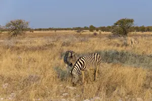 Semi Arid Prints: Plains zebras -Equus quagga-, Etosha National Park, Namibia