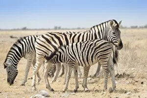 Images Dated 20th August 2012: Plains zebras -Equus quagga- with foal, Etosha National Park, Namibia