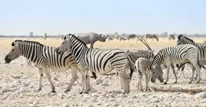 Plains zebras -Equus quagga-, herd, Etosha National Park, Namibia