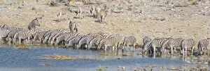Images Dated 20th August 2012: Plains zebras -Equus quagga-, herd drinking at the Homob waterhole, Etosha National Park, Namibia