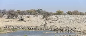 Images Dated 20th August 2012: Plains zebras -Equus quagga-, herd drinking at the Homob waterhole, Etosha National Park, Namibia