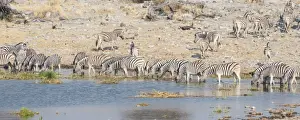 Gregarious Animal Prints: Plains zebras -Equus quagga-, herd drinking at the Homob waterhole