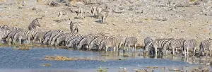 Gregarious Animal Prints: Plains zebras -Equus quagga-, herd drinking at the Homob waterhole