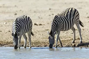 Plains zebras -Equus quagga- at the waterhole, Etosha National Park, Namibia