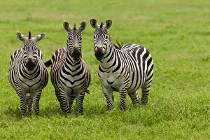 Images Dated 5th January 2012: Plains zebras, Ngorongoro Conservation Area, Tanzania