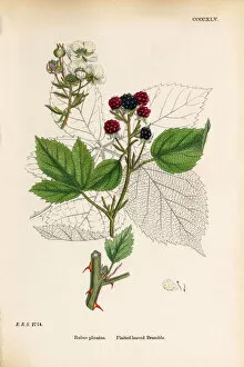 Images Dated 30th May 2018: Plaited-leaved Bramble, Rubus plicatus, Victorian Botanical Illustration, 1863