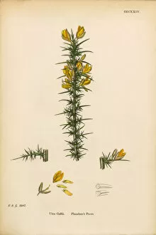 Images Dated 6th June 2017: Planchona┬Ç┬Ös Furze, Ulex Gallii, Victorian Botanical Illustration, 1863
