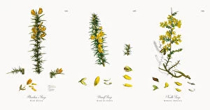 Images Dated 6th December 2017: Planchonas Furze, Ulex Gallii, Victorian Botanical Illustration, 1863