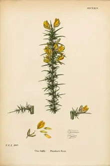 Planchonas Furze, Ulex Gallii, Victorian Botanical Illustration, 1863