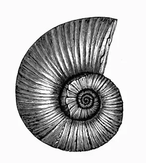 Mollusk Collection: Planorbarius corneus (great ramshorn)
