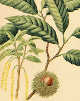 Plant Life Prints: Plant
