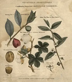 Plant Commerce