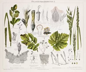 Images Dated 23rd June 2015: Plant diseases Chromolithograph 1896