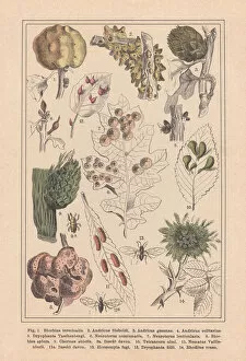 Images Dated 10th November 2017: Plant galls (Cecidia), hand-colored lithograph, published in 1890