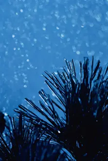 Plant Against Night Sky