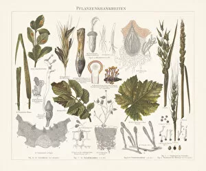 Images Dated 12th November 2018: Plant pathology (Phytopathology), chromolithograph, published in 1897