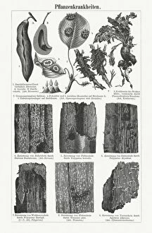 Images Dated 22nd November 2018: Plant pathology (Phytopathology), wood engravings, published in 1897