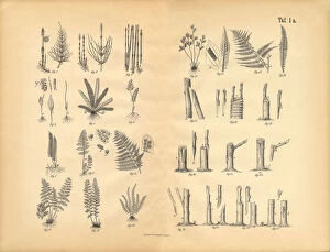 Images Dated 9th March 2016: Plant Propagation, Victorian Botanical Illustration