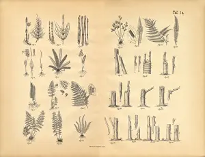 Root Prints: Plant Propagation, Victorian Botanical Illustration
